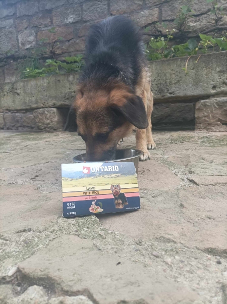 Psí senioři v nouzi, z.s.